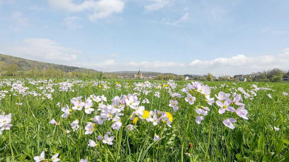 Tagsüber soll es frühlingshaft mild werden - nachts dagegen frostig. Foto: Thomas Warnack/dpa