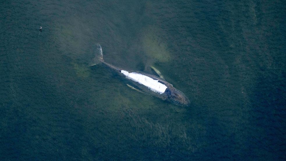 Der Buckelwal vor der Insel Poel. Die Helfer hatten ihm Sonnenschutztücher mit heilender Zinksalbe auf den Rücken gelegt. Foto: Stefan Sauer