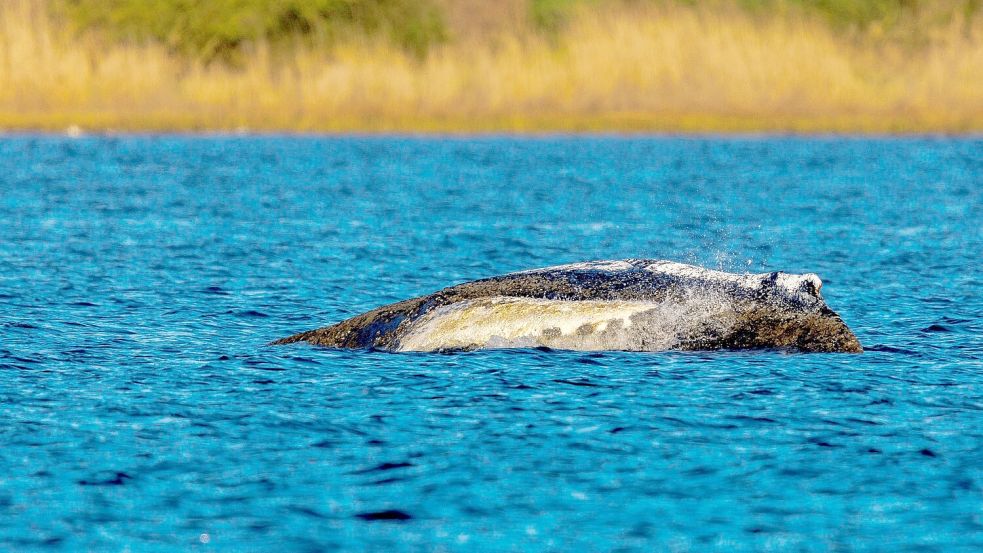 Der Wal liegt immer noch vor der Insel Poel. Foto: Jens Büttner