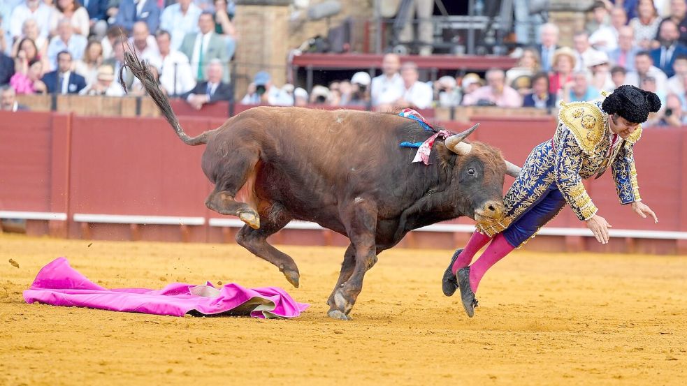 Der mehr als 500 Kilogramm schwere Bulle Clandestino spießte den Star-Torero von hinten auf. Foto: Joaquín Corchero/EUROPA PRESS/d