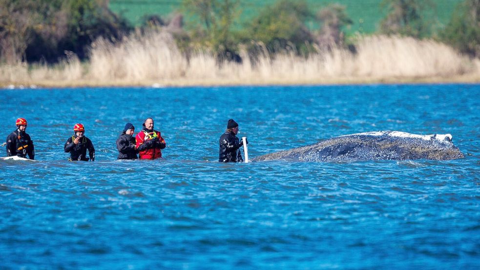Teils war ein mehrköpfiges Team direkt beim Wal im Einsatz. Foto: Jens Büttner