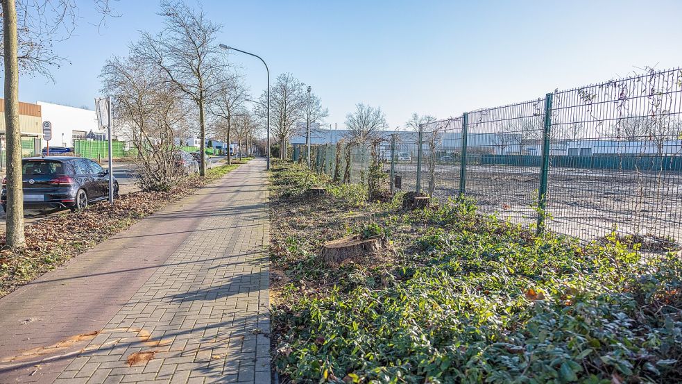 Die Bäume standen bis Ende 2025 auf der Grenze des rund 15.000 Quadratmeter großen Grundstücks Ecke Doppheide/Ackerstraße/Carl-Lüer-Straße in Osnabrück. Foto: Denise Matthey