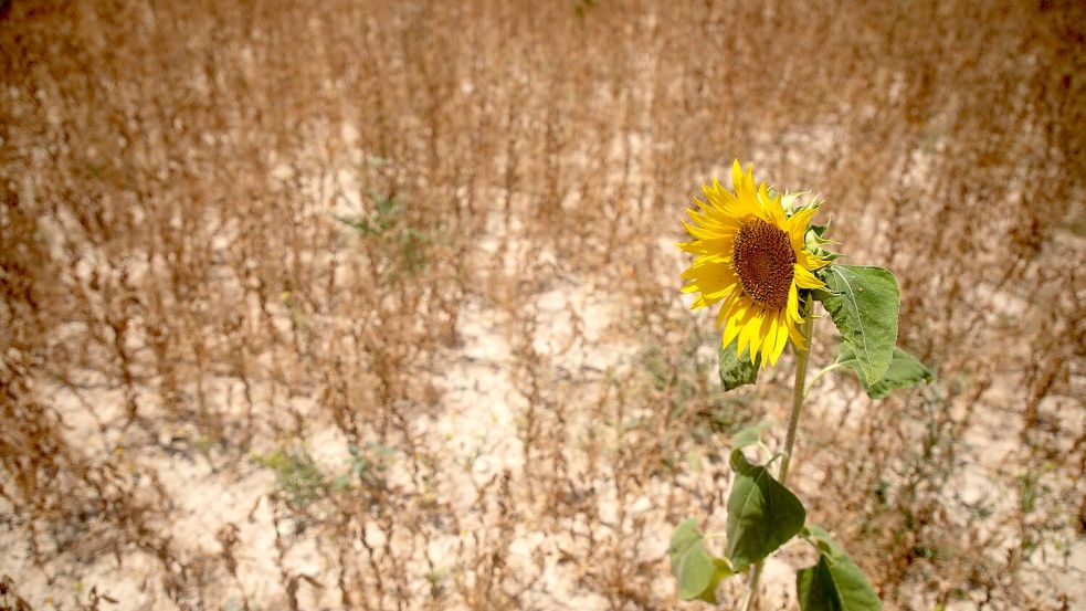Viele Pflanzen haben ab 30 Grad Hitzestress (Archivbild) Foto: Clara Margais