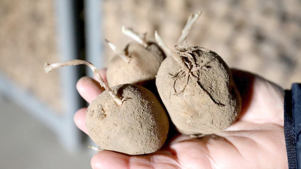 Kartoffeln sind besonders hitzeempfindlich. (Archivbild) Foto: Bernd Wüstneck