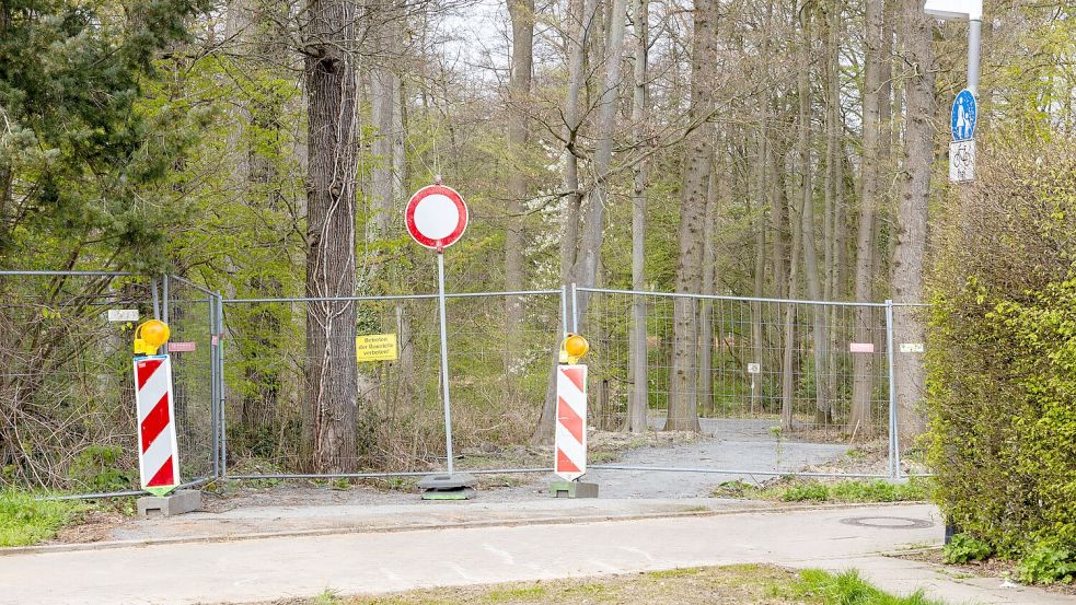 Die SWO Netz hat in Sutthausen zwei Bäume gefällt, obwohl sie dafür keine Genehmigung hatte. Die Stadtwerke sprechen von einem „menschlichen Fehler“, die Grünen üben scharfe Kritik. Foto: Benjamin Beutler