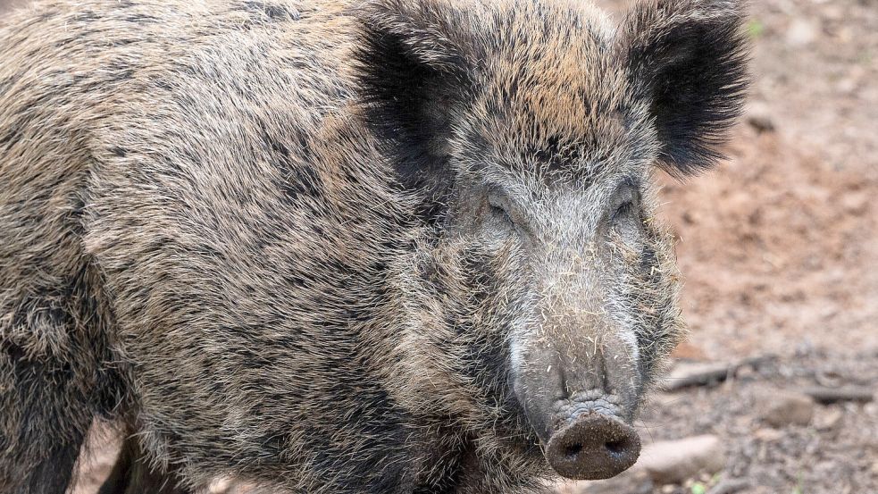 Der Polizei zufolge verfing sich das Tier mit dem Kopf in einem Metallzaun. Foto: dpa/Harald Tittel