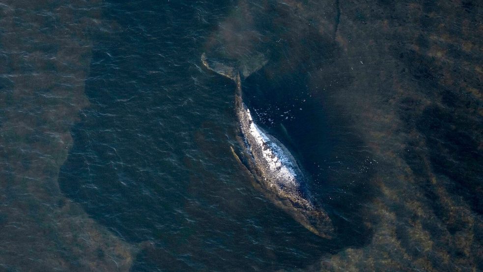 Der Wal liegt weiter fest, aber er lebt noch. Foto: Philip Dulian