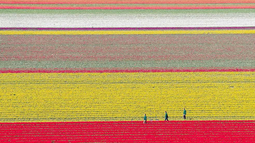 Tulpen wachsen zur Zwiebelvermehrung auf einem Tulpenfeld des Eickenhofs im Landkreis Gifhorn. Foto: Julian Stratenschulte