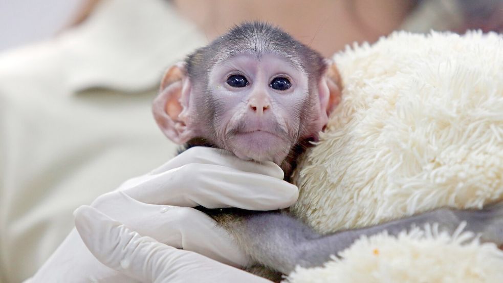Bei der Geburt vor knapp zwei Monaten wog das Äffchen bloß 443 Gramm. Foto: Fernando Carranza Garcia/dpa