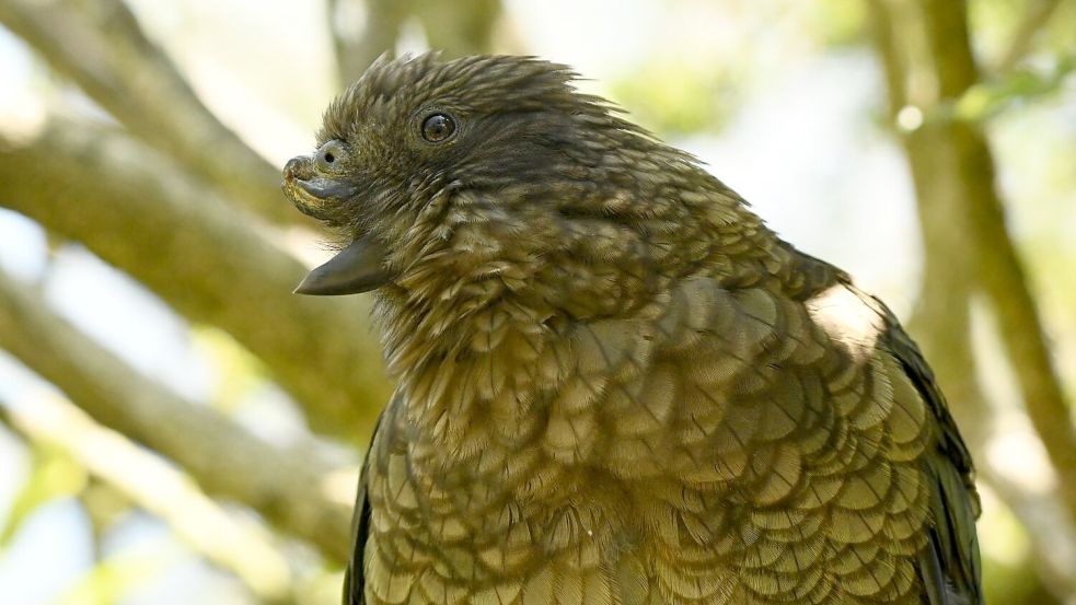 Aufgrund seiner Behinderung erfand Bruce eine neue Kampftechnik: das Stechen. Foto: Ximena Nelson