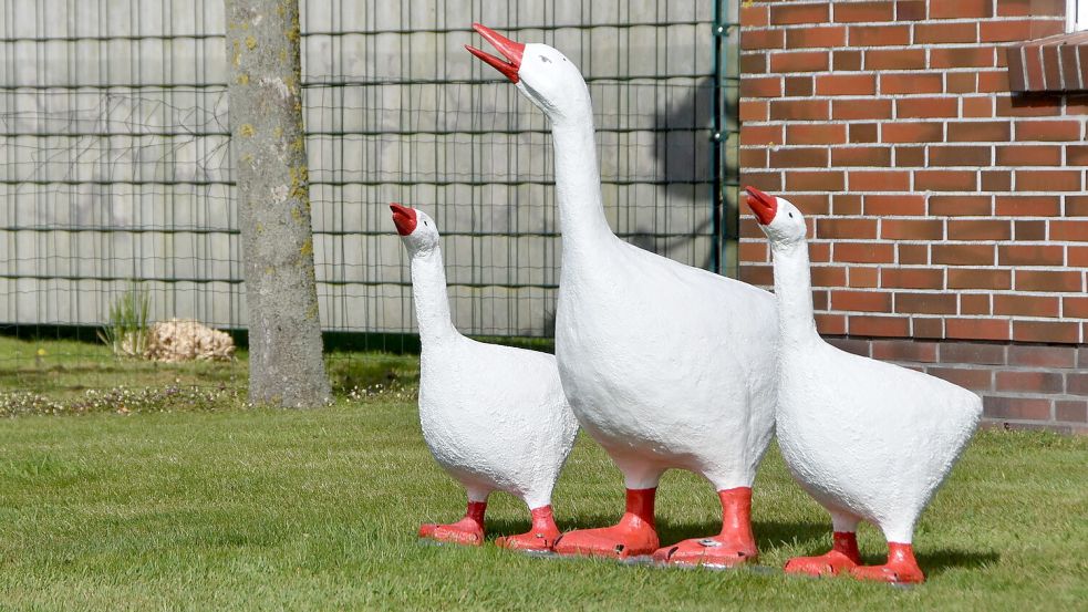 Drei neue Deko-Gänse stehen im Garten von Ludwig Smidt in Marienhafe. Foto: Thomas Dirks