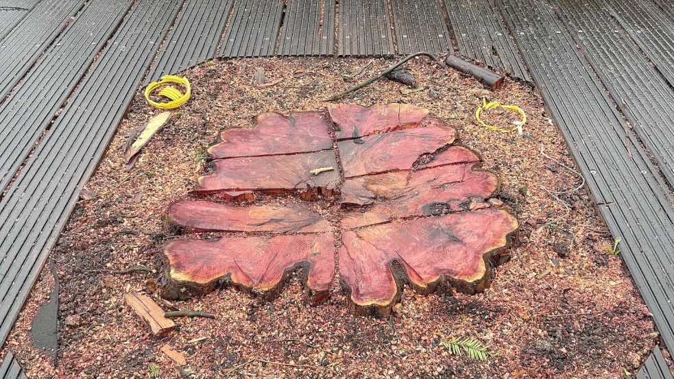 Von der abgesägten Eibe blieb nur dieser Stumpf in der inzwischen entfernten Holzbohlenterrasse. Foto: Sarah Dirks