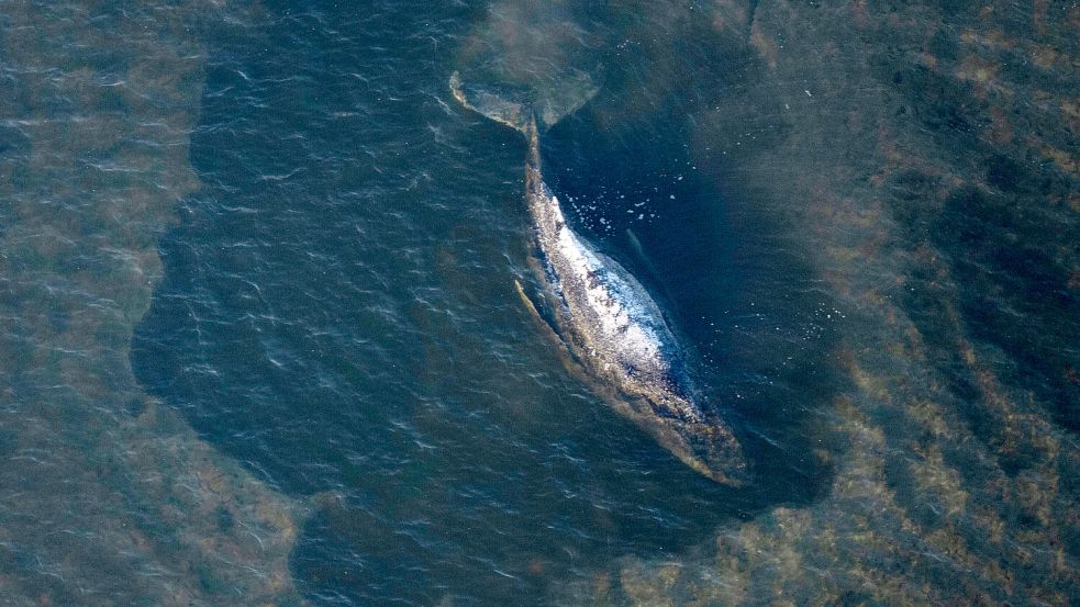 Buckelwal „Timmy“ ist Ende März gestrandet – und hat seitdem eine riesige Internet-Community aufgebaut. Foto: dpa/Philip Dulian