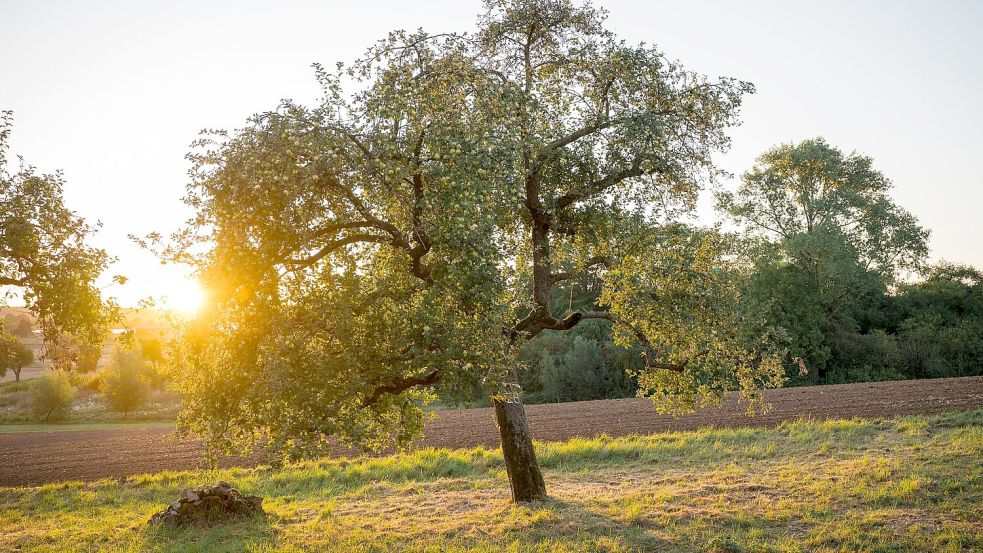 Streuobstwiesen bieten vielen Arten eine Heimat. (Symbolbild) Foto: Daniel Vogl