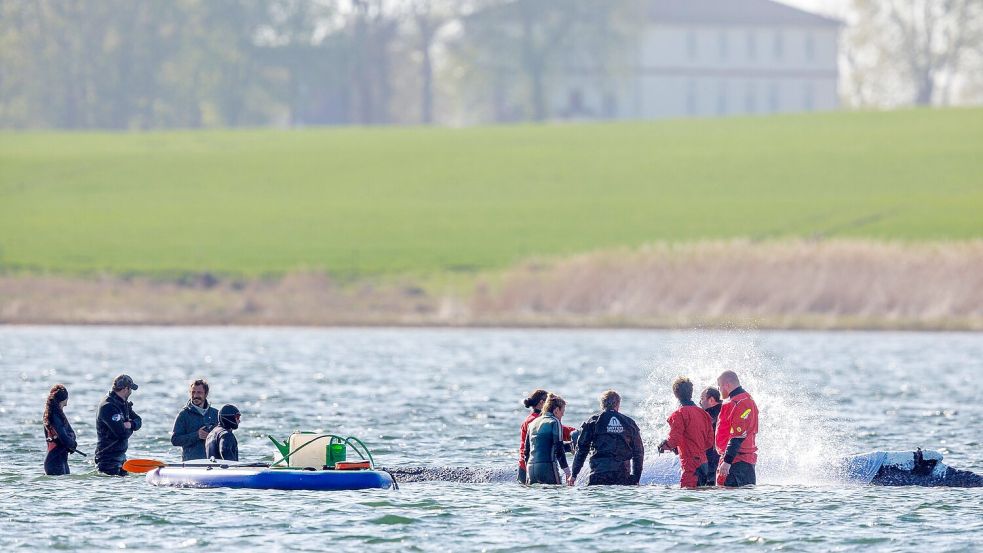 Täglich über Stunden ist direkt am Buckelwal vor der Insel Poel Getöse und Gewusel. Foto: Jens Büttner