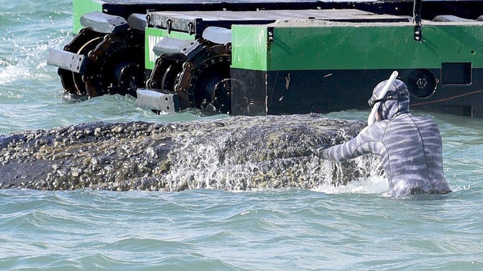 Influencer Robert Marc Lehmann kam dem Wal ganz nah. Foto: Daniel Bockwoldt