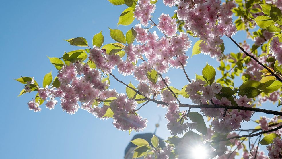 Die Sonne scheint fast überall den ganzen Tag. (Archivbild) Foto: Stefan Puchner/dpa