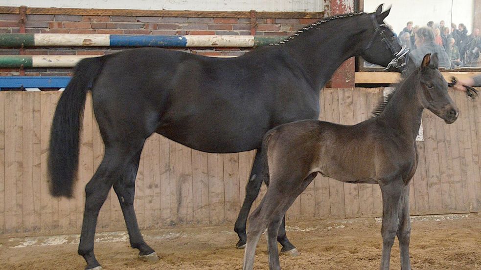 Eine der auffälligsten Erscheinungen beim sehr gut besuchten „Popenser Frühling“ war dieses markant konstruierte und sich geschmeidig bewegende Hengstfohlen von Secret/Finest aus der Zucht des Hausherrn Dr. Hartmut Bruns. Foto: Gerd-D. Gauger