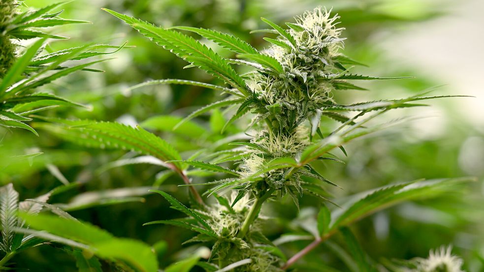 Vor dem Landgericht Aurich ging es um eine Strafanpassung wegen des Konsum-Cannabis-Gesetzes. Foto: dpa