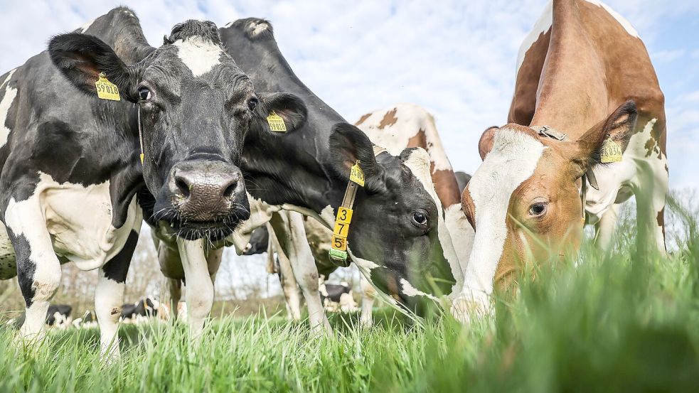 Milchkühe auf einer Weide. Doch nicht alle bleiben in Ostfriesland. In Aurich spielt seit etlichen Jahren der Export von trächtigen Zuchtrindern in ferne Länder eine Rolle. Foto: DPA
