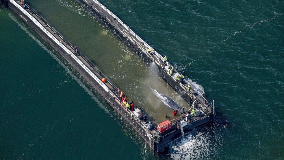 Jetzt hat sich die Barge mit dem Wal in Bewegung gesetzt. Foto: Stefan Sauer