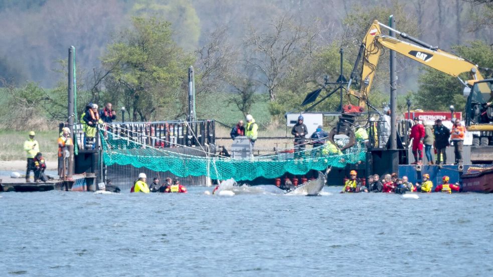 Das Tier bewegte sich durch eine zuvor ausgebaggerte Rinne in die sogenannte Barge, nachdem Helfer ihn zuvor mit Gurten in diese Richtung gezogen hatten. Foto: Philip Dulian