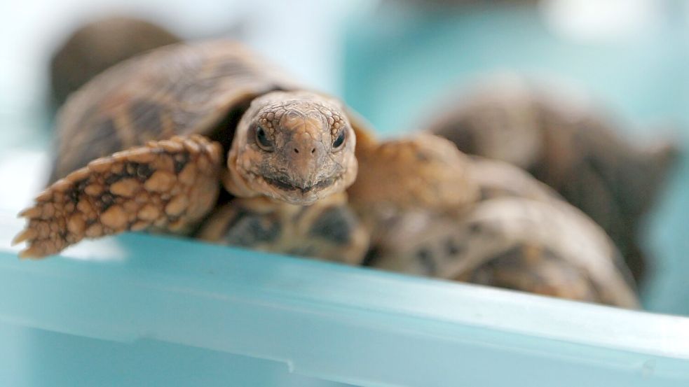 Indische Sternschildkröten sind in Asien wegen ihrer auffälligen Panzerzeichnung sehr beliebt. (Archivbild) Foto: Rungroj Yongrit
