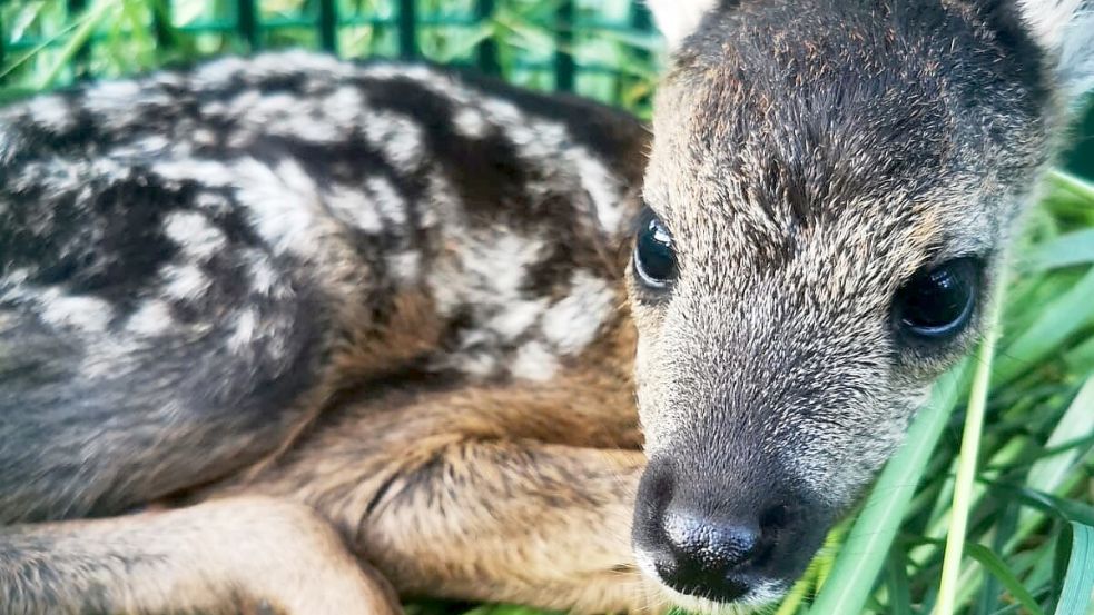 Ein Kitz liegt mit einem Korb gesichert im Gras. Nach der Mahd wird es wieder freigelassen. Foto: Wildtierrettung Südbrookmerland
