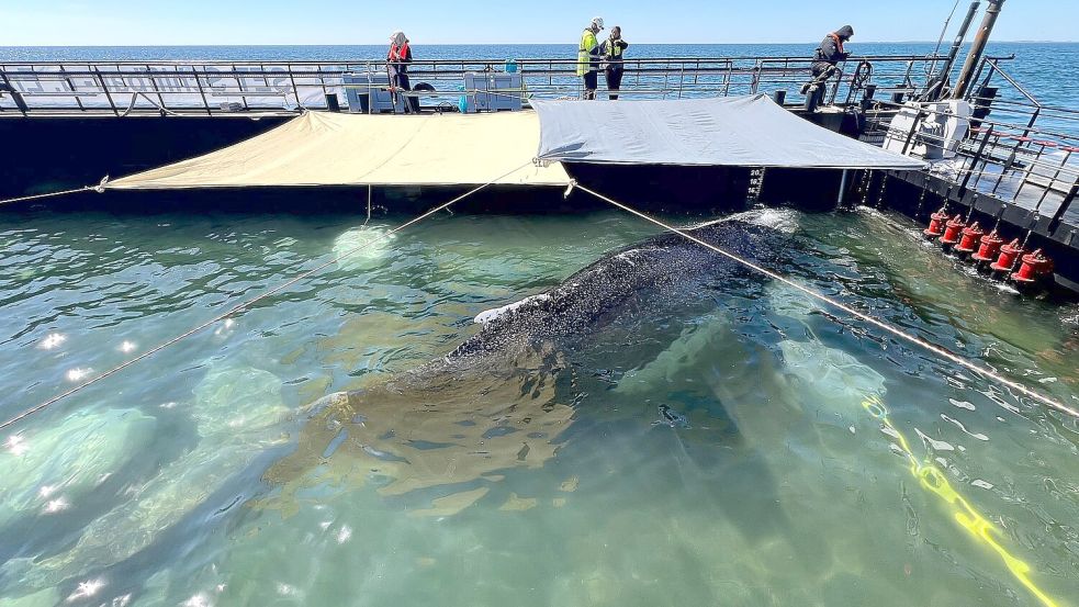 Bald soll der Buckelwal vom Kahn schwimmen. Foto: Jens Schwarck