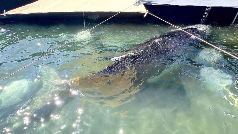 „Pudelwohl“ fühle der Wal sich in der Barge, verlautbarte Backhaus. Foto: Jens Schwarck