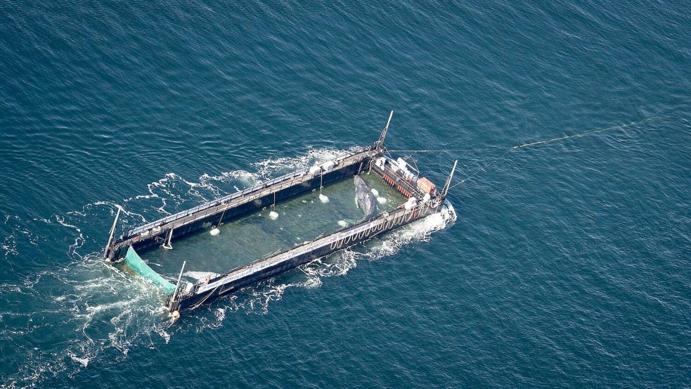 Der Buckelwal war Anfang März erstmals in der Ostsee gesehen worden. Foto: Philip Dulian