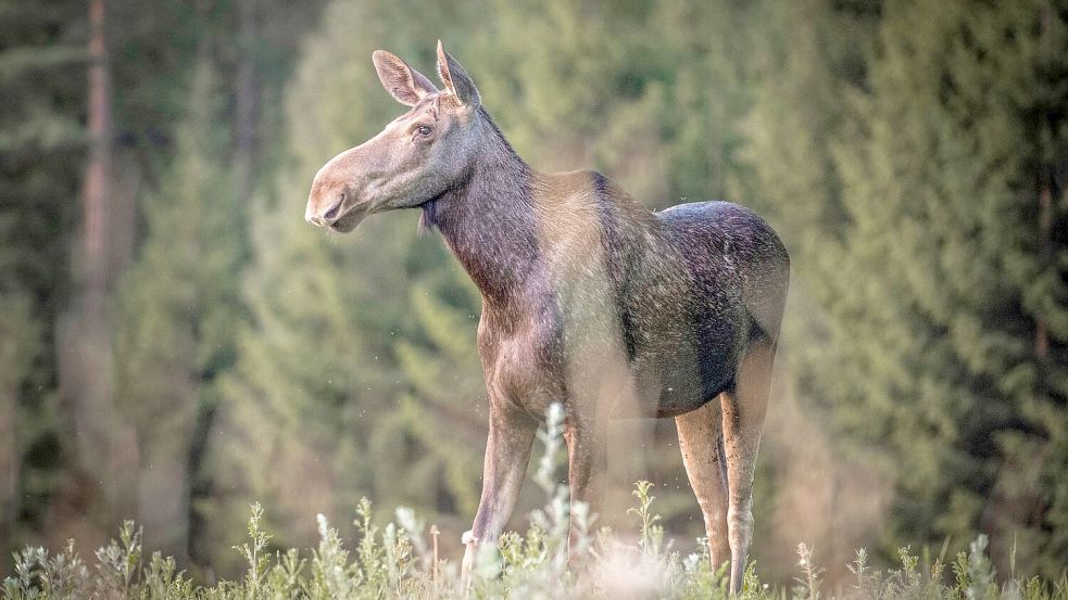 „Die große Elchwanderung“ wird millionenfach gestreamt. Foto: Anders Strömquist/Den stora äl