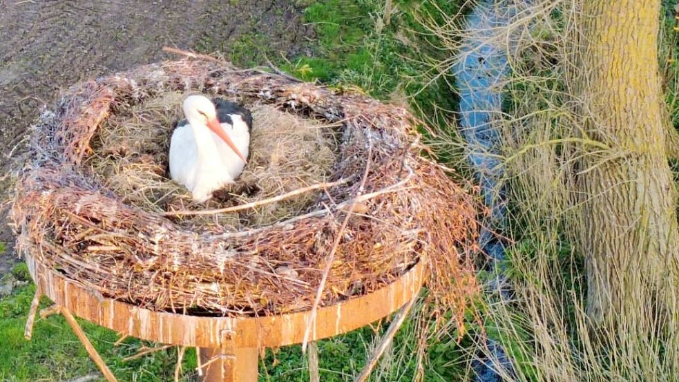 Eines der Elterntiere bleibt stets im Nest und kümmert sich um das Brutgeschäft. Foto: Jann Janssen