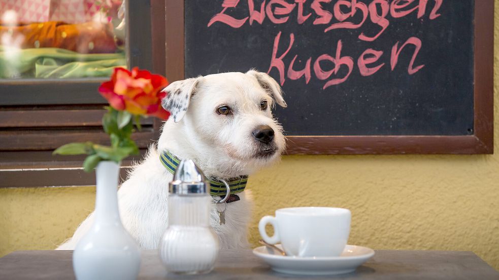 In manchen Südbrookmerlander Cafés und Restaurants sind Hunde kein Problem. Aber es gelten Regeln. Foto: Peter Kneffel/DPA