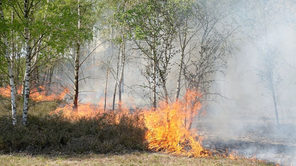 Der Waldbrand in Jüterbog in Brandenburg breitet sich aus Foto: Manuel Genolet