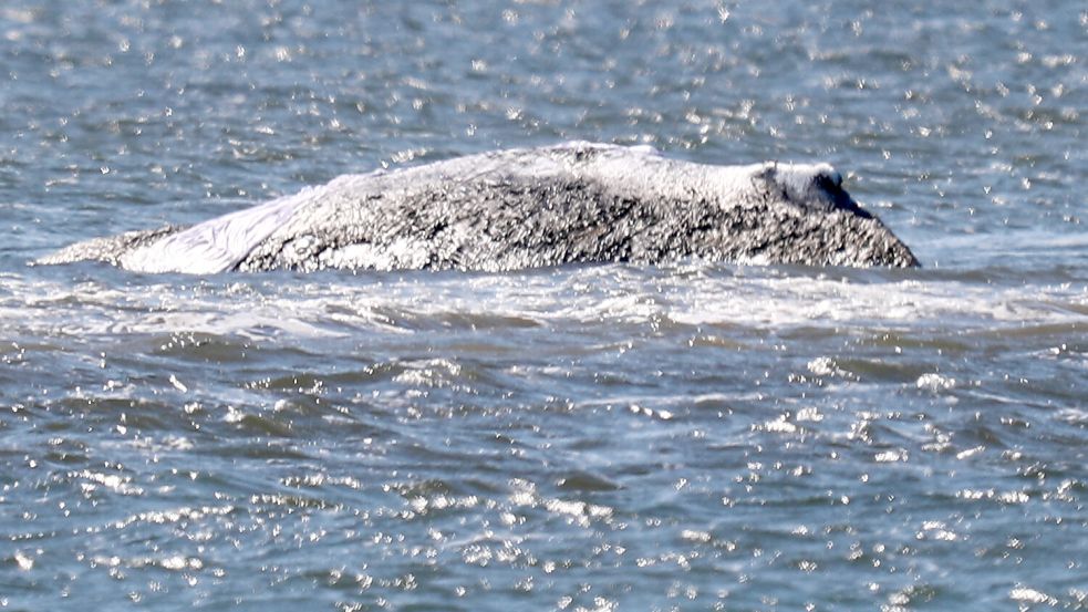 Kein Standortsignal vom Timmy-Tracker: Der gestrandete Buckenwal zurück in die Geheimnisse des Meers. Foto: IMAGO/SNS UG
