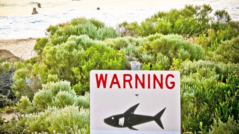 Im vergangenen Jahr 2025 verzeichnete Australien insgesamt fünf tödliche Haiattacken – die meisten weltweit. Foto: dpa/Rebecca Le May