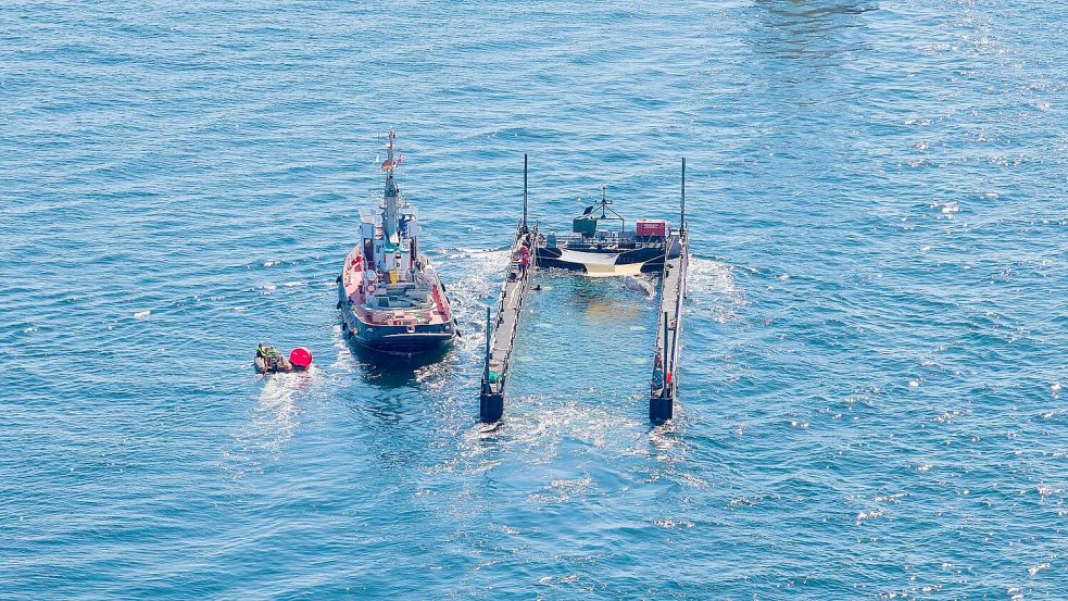 Dem Umweltministerium von Mecklenburg-Vorpommern liegen noch immer keine Daten zum Verbleib des freigesetzten Buckelwals vor. (Archivbild) Foto: News5 / Sebastian Peters/NEWS5/d