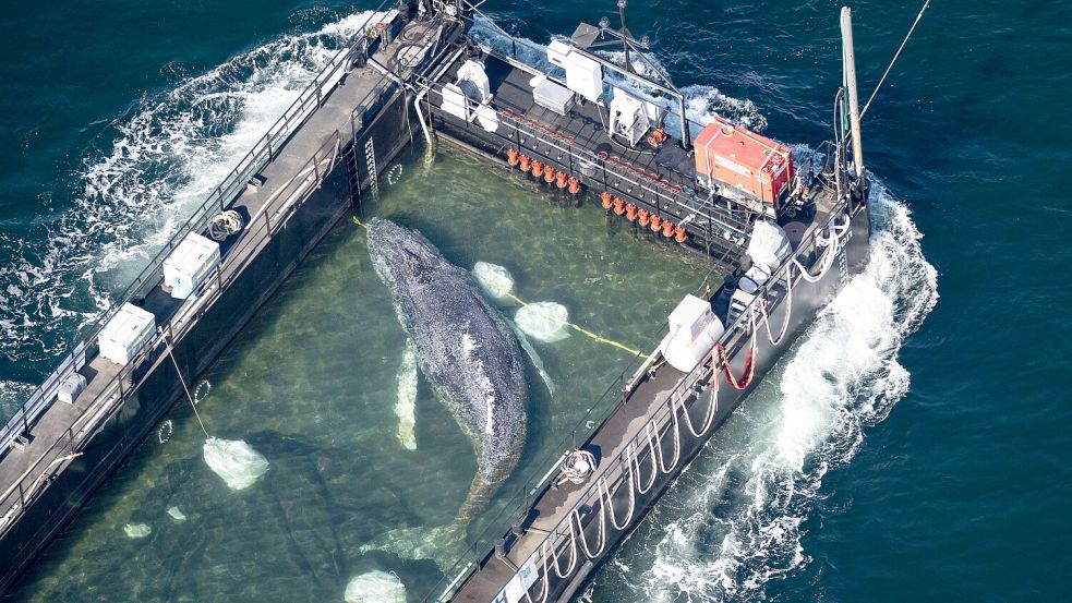 Vor Kurzem war der Wal Timmy nördlich von Dänemark freigelassen worden. Mittlerweile gehen Experten davon aus, dass das Tier tot ist. Foto: Philip Dulian