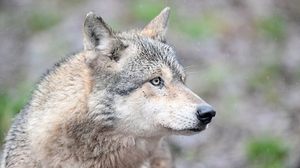 Zuletzt gab es mehrere Vorfälle in Dänemark, wo Wölfe den Menschen hinterher liefen. Foto: dpa/picture alliance/Bernd Weißbrod