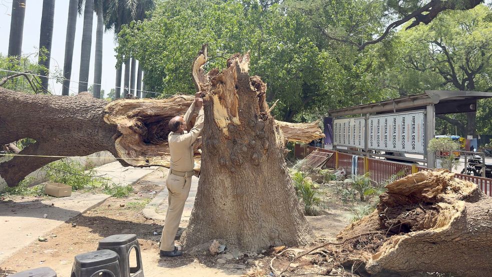 Ein Mitglied der Zivilschutzorganisation bindet ein Seil an einen umgestürzten Baum, um nach Stürmen und starken Regenfällen eine Notunterkunft zu errichten. Foto: Rajesh Kumar Singh
