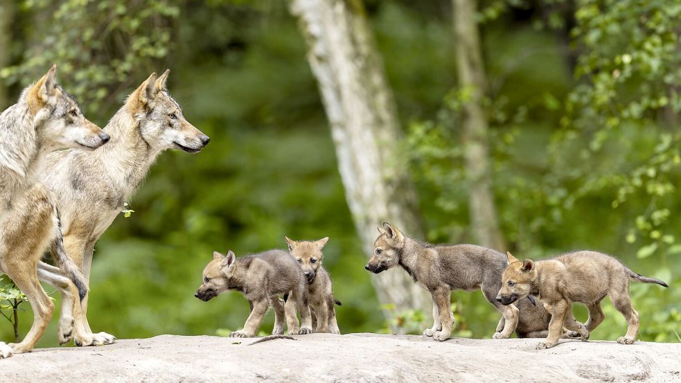 Lernen von den Großen: In einem Wolfsrudel übernehmen die Welpen und Jungtiere Verhaltensweisen von den erwachsenen Tieren. Foto: imageBROKER.com