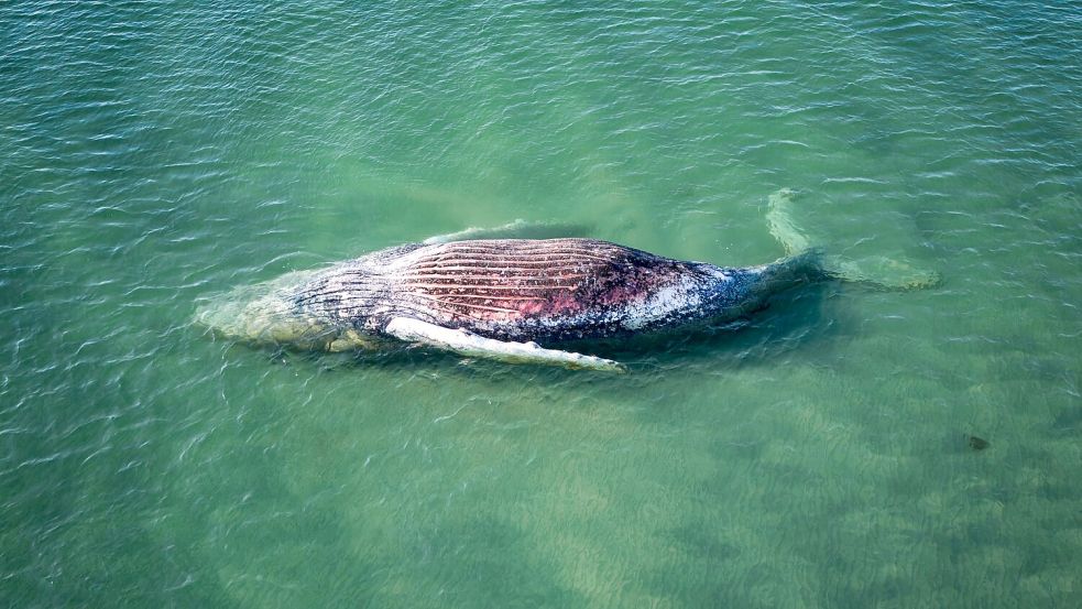 Die Reise des Buckelwals endete im flachen Wasser vor der dänischen Insel Anholt. Foto: Marcus Golejewski