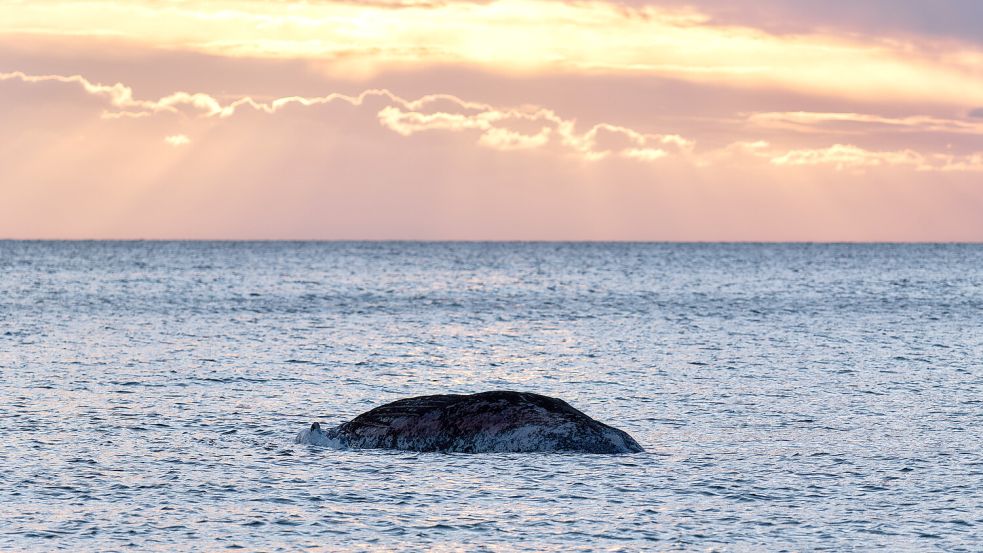 Vor wenigen Tagen wurde ein toter Wal vor der dänischen Insel Anholt entdeckt. Nun ist klar: Es ist der Buckelwal, der zuvor wochenlang in der Ostsee umherirrte und sich mehrfach festschwomm. Foto: dpa/Marcus Golejewski