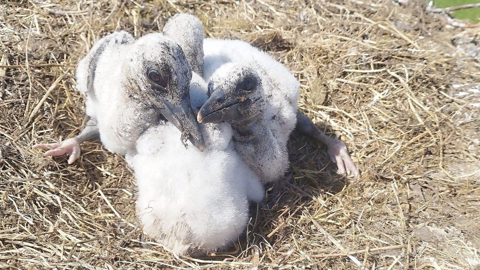Drei der vier geschlüpften Storchenküken kuscheln sich in ihrem Nest in Leezdorf aneinander. Foto: Frerich Blinker