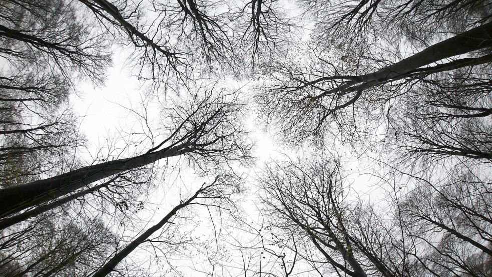 Laut der neuen Erhebung haben weiterhin vier von fünf Bäumen Schäden. (Archivbild) Foto: Christian Charisius