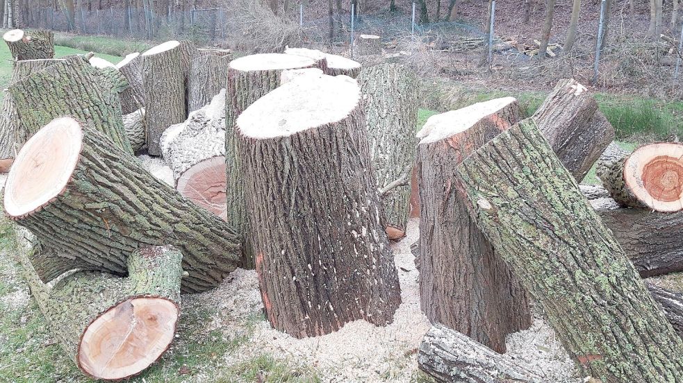 Zersägte Baumstämme, günstiges Brennholz – das will man im Brookmerland künftig möglichst vermeiden. Foto: Thomas Dirks
