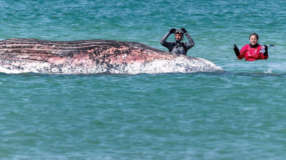 Der Buckelwal vor der dänischen Insel Anholt soll auf das Festland gezogen werden - aber erst nach Pfingsten. (Archivbild) Foto: Marcus Golejewski
