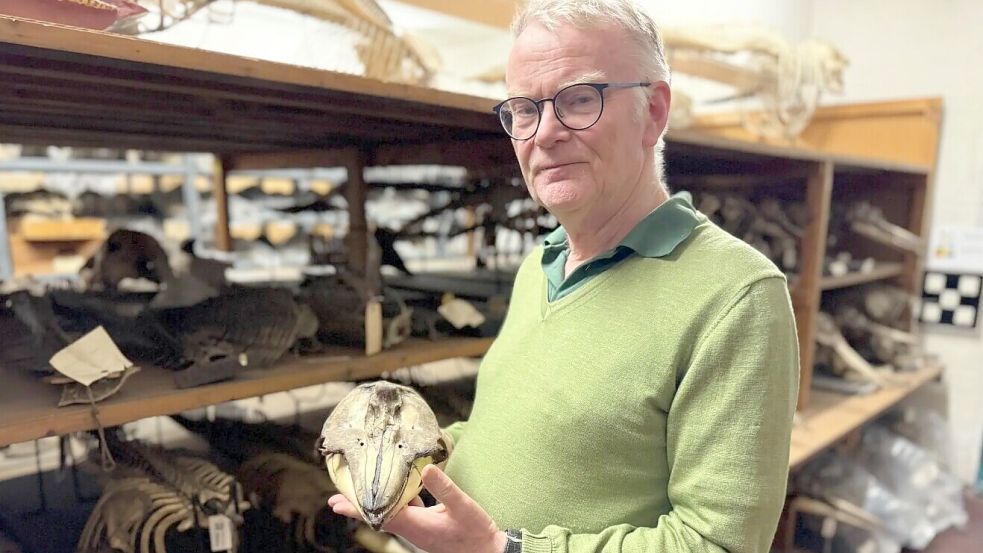 Carl Christian Kinze ist Experte für Meeressäuger, Autor und Gastforscher am Naturhistorischen Museum in Kopenhagen. Foto: Lorcan Mensing
