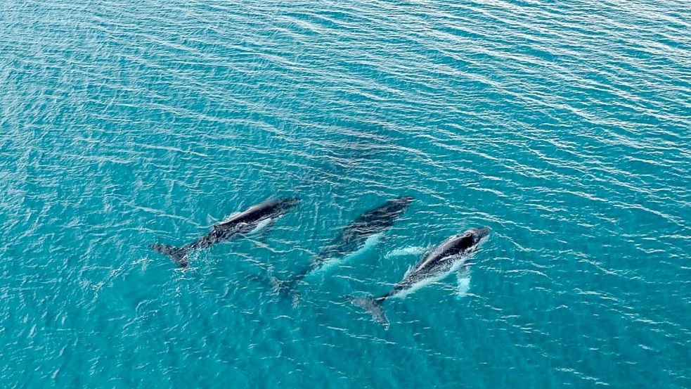 Forschende haben die Wanderung von Buckelwalen zwischen Gewässern östlich von Australien und Brasilien dokumentiert, bei denen Tiere mehr als 14.000 Kilometer zurücklegten. Foto: -/Pacific Whale Foundation/dpa